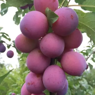 Слива ИМПЕРИАЛ колонновидная в Молодечно