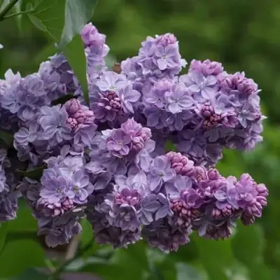 Сирень КАТЕРИНА ХАВЕМЕЙЕР в Молодечно