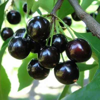 Вишня РОССОШАНСКАЯ ЧЕРНАЯ в Молодечно