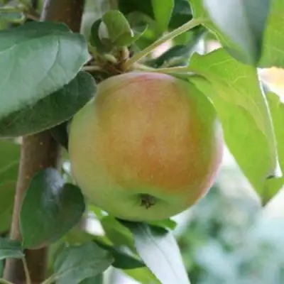 Яблоня ПОДСНЕЖНИК стелющаяся в Молодечно