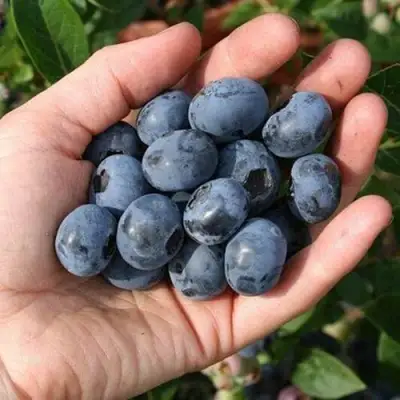 Голубика ПАТРИОТ в Молодечно