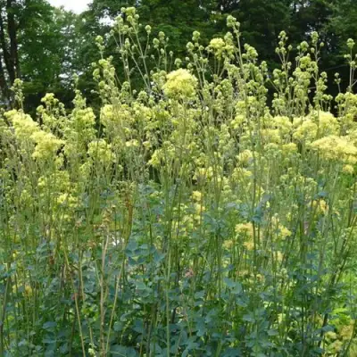 Василистник ГЛАУКУМ желтый в Молодечно