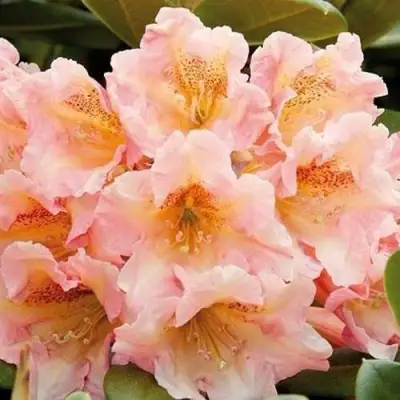 Рододендрон ФЛАУТАНДО в Молодечно