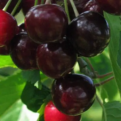 Черешня ВАЛЕРИЙ ЧКАЛОВ в Молодечно