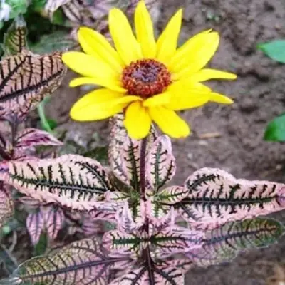 Гелиопсис САММЕР ПИНК в Молодечно