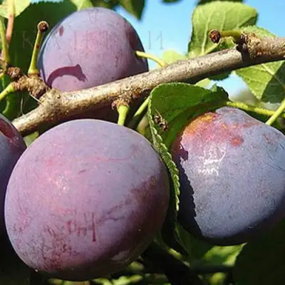 Слива СТАРТОВАЯ в Молодечно