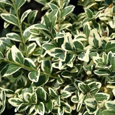 Бирючина ВАРИЕГАТУМ овальнолистная в Молодечно