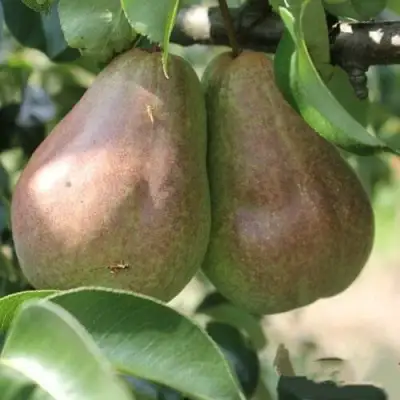 Груша БРЯНСКАЯ КРАСАВИЦА в Молодечно