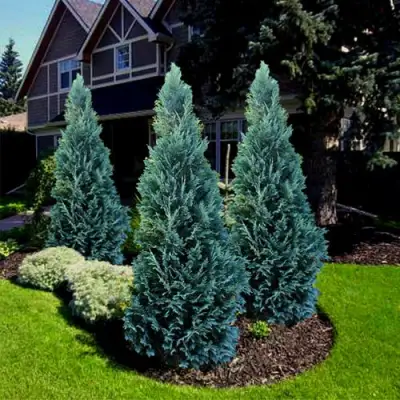 Кипарисовик ВАН ПЕЛЬТС БЛЮ лавсона в Молодечно