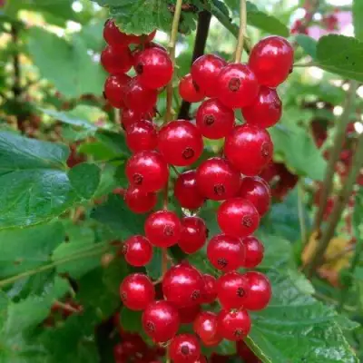 Смородина красная КОНСТАНТИНОВСКАЯ в Молодечно