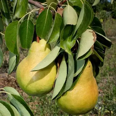 Груша ДЮШЕС ЛЕТНИЙ в Молодечно