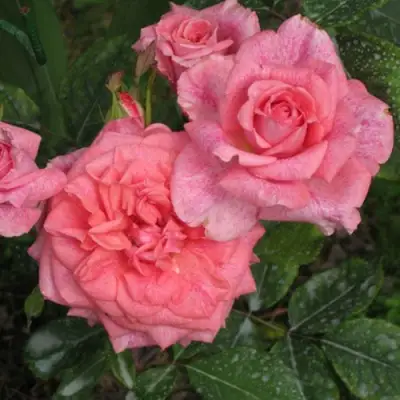 Роза ПЬЕР КАРДЕН чайно-гибридная в Молодечно