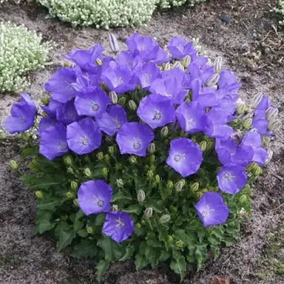 Колокольчик САНТА карпатский в Молодечно