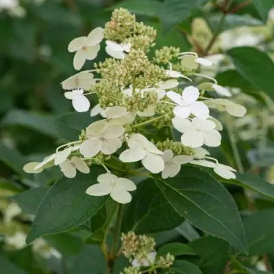 Гортензия ПРИМ ВАЙТ метельчатая в Молодечно