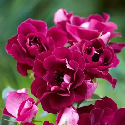 Роза БУРГУНДИ АЙС флорибунда в Молодечно