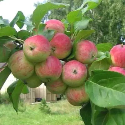 Яблоня ГРУШОВКА МОСКОВСКАЯ в Молодечно