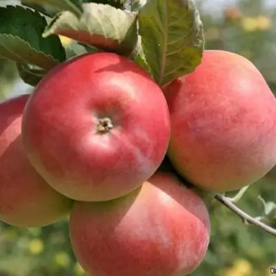 Яблоня ВЭМ-РОЗОВЫЙ в Молодечно