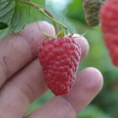 Малина КОРПИКО в Молодечно