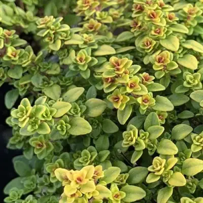 Тимьян АРЧЕРЗ ГОЛД в Молодечно