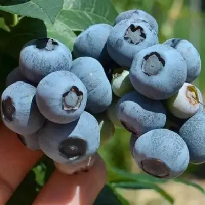 Голубика СИЕРРА в Молодечно