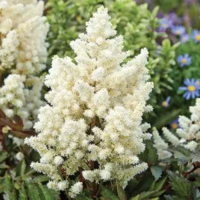 Астильба ХЭППИ ДЕЙ Арендса в Молодечно