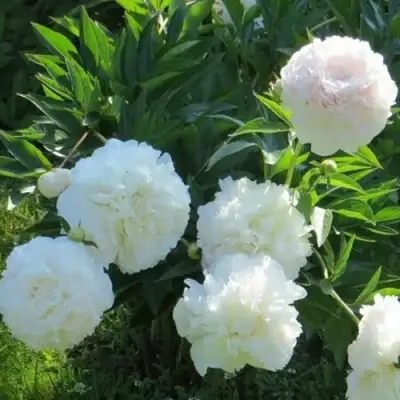 Пион МУН ОВЕР БАРРИНГТОН травянистый в Молодечно