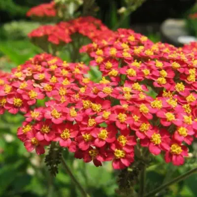 Тысячелистник ПАПРИКА обыкновенный в Молодечно