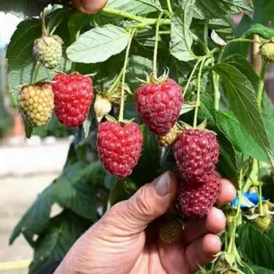 Малина ПОЛЕСЬЕ в Молодечно