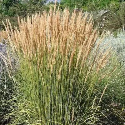 Вейник АВАЛАНШ остроцветковый в Молодечно