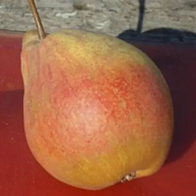 Груша ТАТЬЯНА в Молодечно