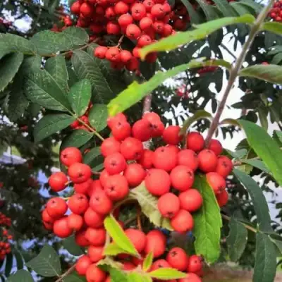 Рябина НЕВЕЖИНСКАЯ сладкоплодная в Молодечно