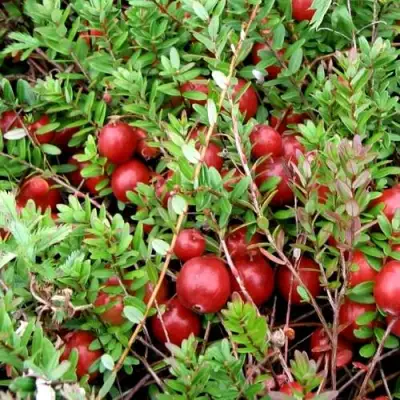 Клюква СТИВЕНС в Молодечно