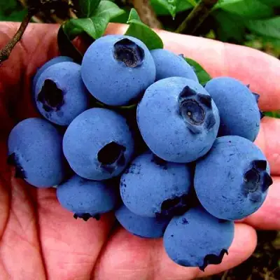 Голубика РЕКА в Молодечно