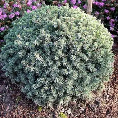 Ель ЭХИНИФОРМИС сизая в Молодечно