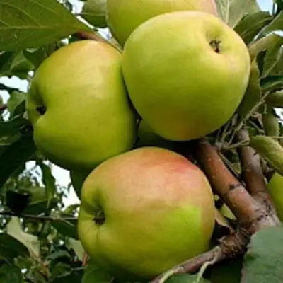 Яблоня БРАТ ЧУДНОГО стелющаяся в Молодечно