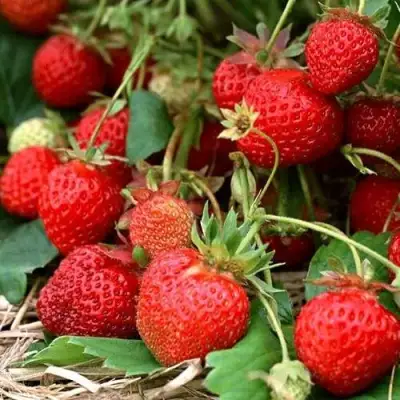 Клубника САН АНДРЕАС ремонтантная в Молодечно