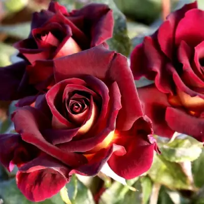 Роза ЭДДИ МИТЧЕЛЛ чайно-гибридная в Молодечно