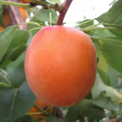 Абрикос ГОЛД РИЧ в Молодечно