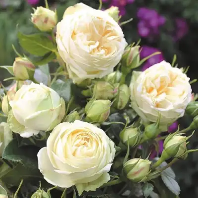 Роза ВЕНДИНГ ПИАНО чайно-гибридная в Молодечно