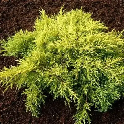 Можжевельник МОРДИГАН ГОЛД средний в Молодечно