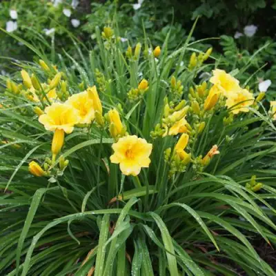 Лилейник СТЕЛЛА ДЕ ОРО гибридный в Молодечно