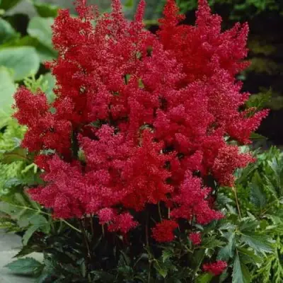Астильба ГРАНАТ Арендса в Молодечно