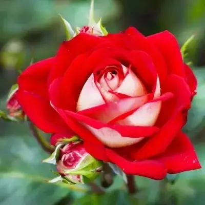 Роза АЛЬЯНС чайно-гибридная в Молодечно