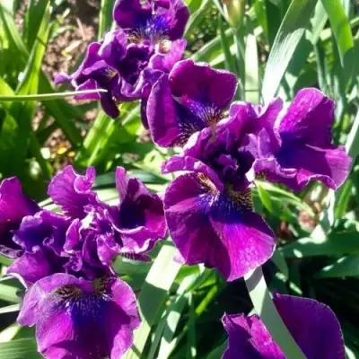Ирис БАНДЛ ОВ ДЖОЙ сибирский в Молодечно
