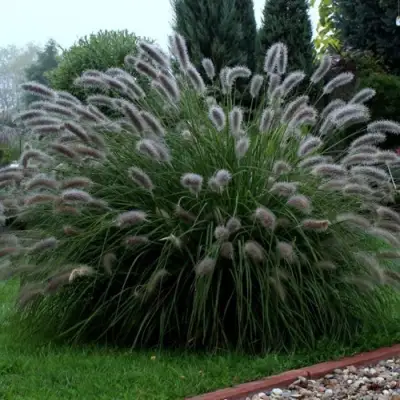 Пеннисетум ЛЕДИ Ю в Молодечно