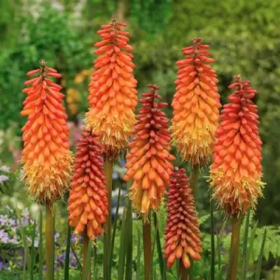 Книфофия АЛЬКАЗАР гибридная в Молодечно