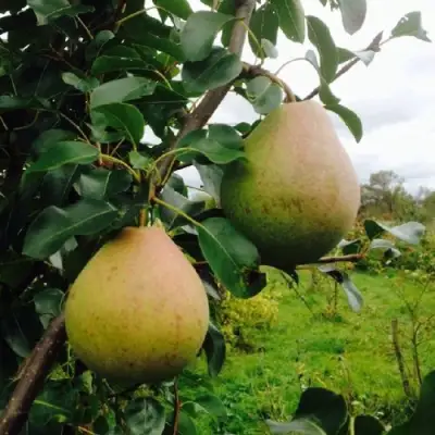 Груша ЛИРА в Молодечно