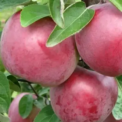 Яблоня АЛЕСЯ в Молодечно