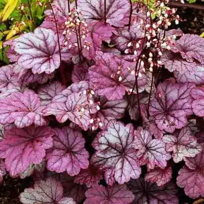 Гейхера ШУГА ФРОСТИНГ в Молодечно