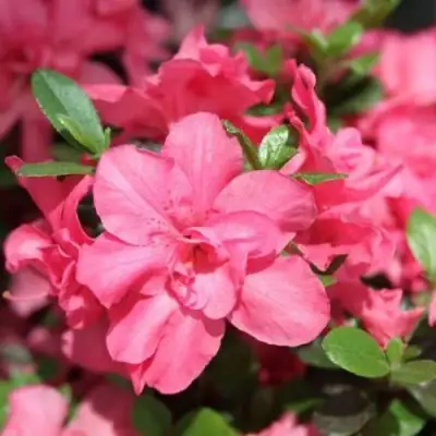 Азалия РОКОКО японская в Молодечно